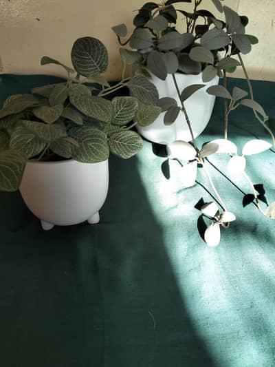 planter pots with plants