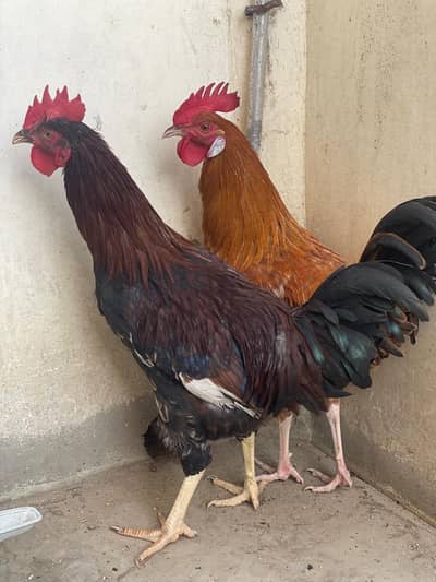 2 desi murga Available