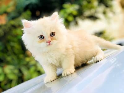 Persian kittens