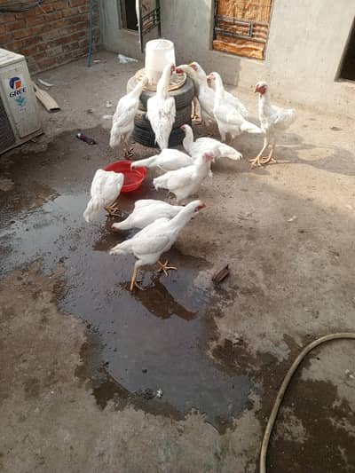 Aseel shamo | white shamo | German shamo | king size shamo | shamo