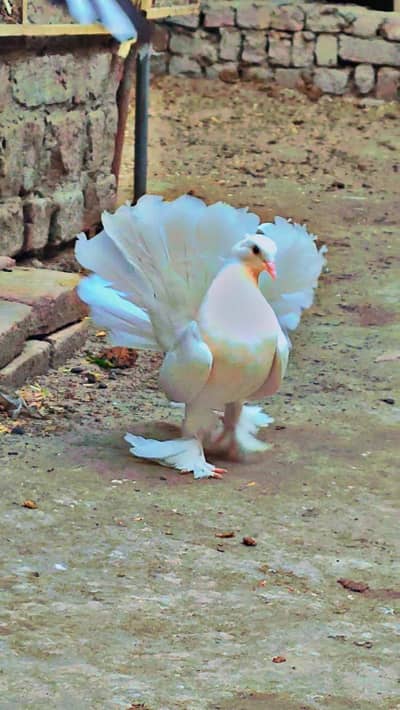 fancy pigeon sherazi pigeon gobara pigeon lakky pigeon