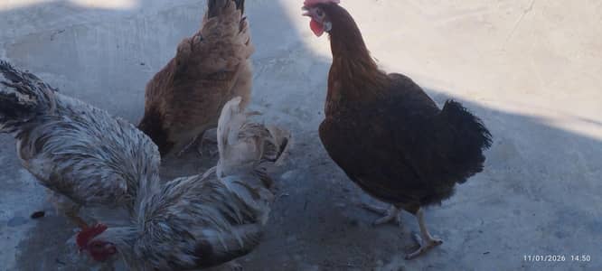 2 misri hens 2 cook egg laying hens