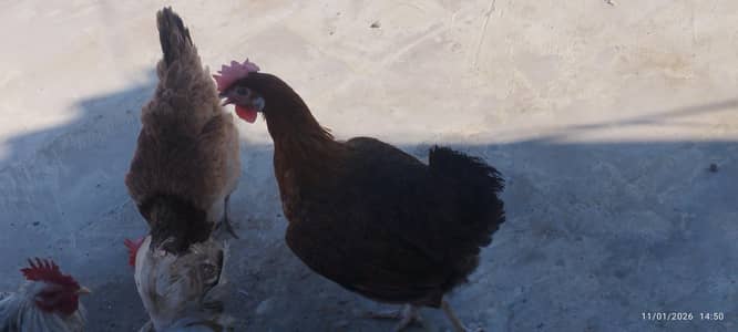 2 misri hens 2 cook egg laying hens