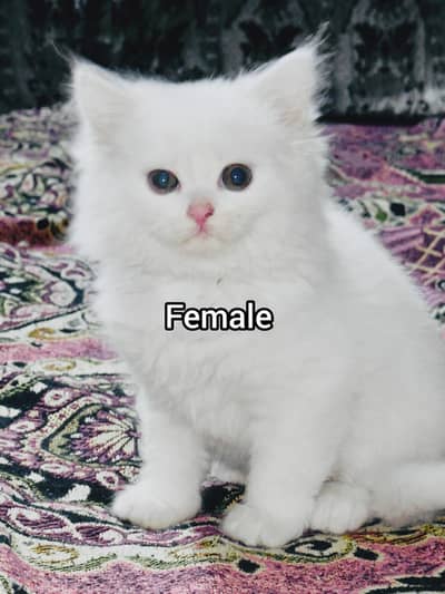 Triple Coat Persian kittens for sale (1 male 2 female)