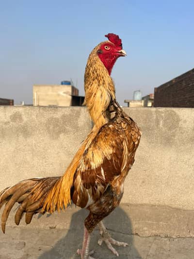 Mashallah high quality good health laction Faisalabad