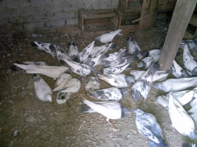 High flyer kabutar or tukri wale lathey kabutar for sale .