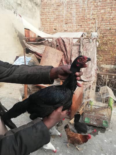 pokoya Thai Aseel hens