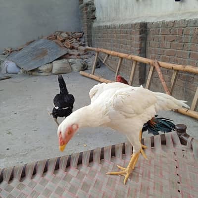 O Shamo pure breed high quality