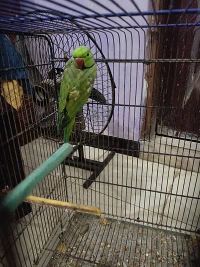 ParrOt