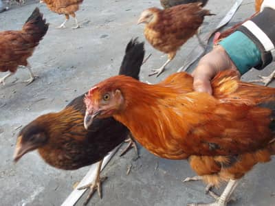 Ghar ki pure Desi murgi