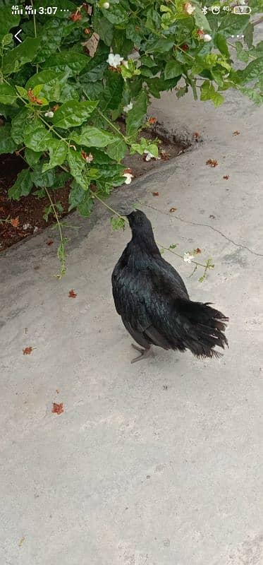 Ayam cemani murgi black tongue
