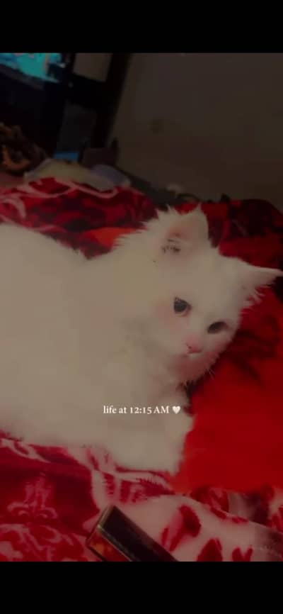 Persian white cat