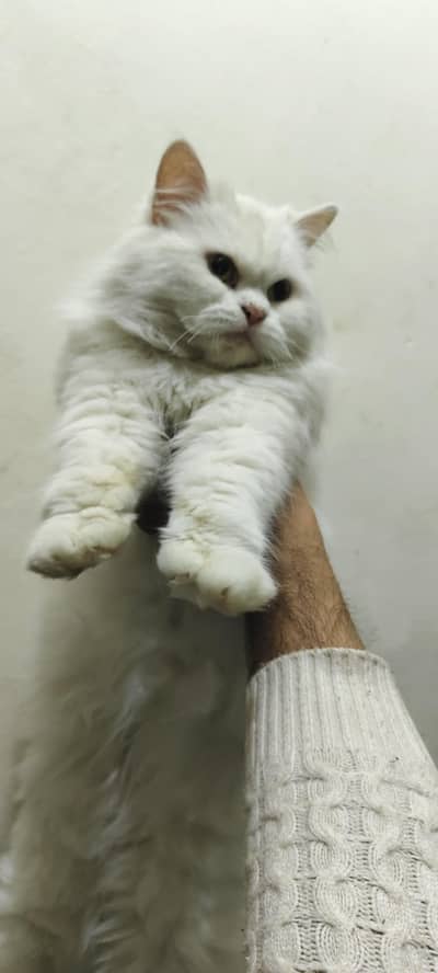 5 cord Persian cat ful train friendly cat