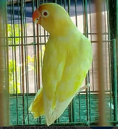 Crimino breeder pair