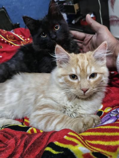 Persian punch face kittens