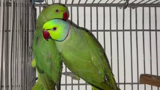 Breader pair sale 03288104963