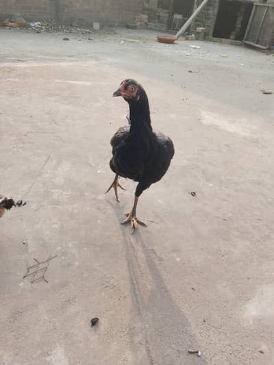 aseel hen active bachon se alg kia hy abi