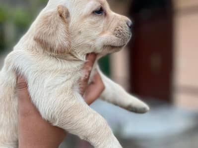 British labrador female pupy 03014615555