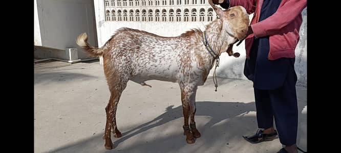 Makhi Cheeni Breeder