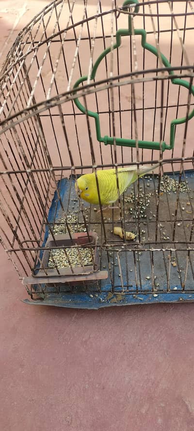 selling parrot