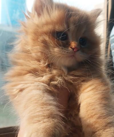 Persian Triple-Coat Kittens – White & Beige Beauties!