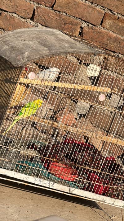 Australian parrots for sale with cage