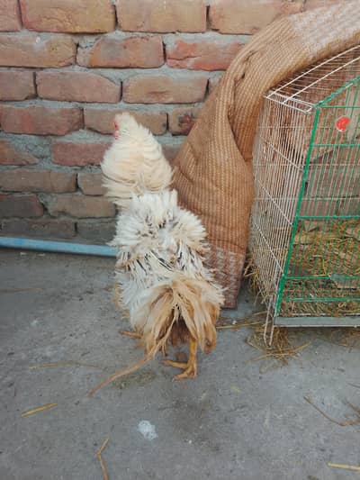 fancy unique breed exchange possible