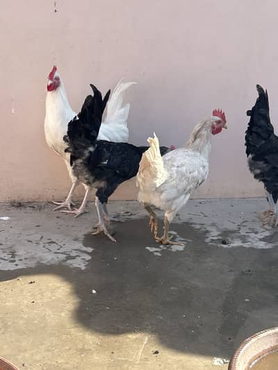 Lohman 4 month males for sale