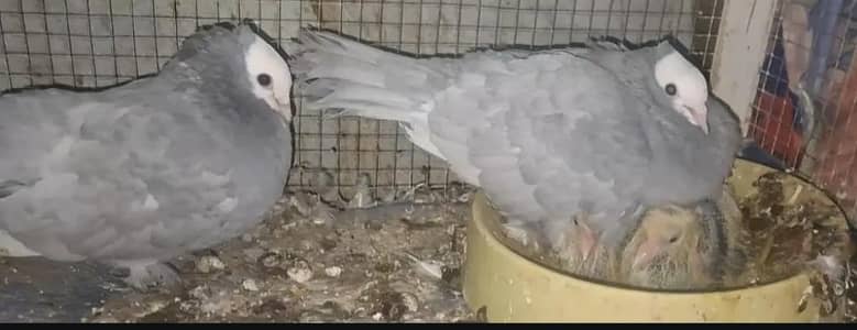 Silver Mukhi Chicks pair from same clutch available.