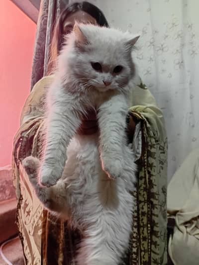 Persian Cat