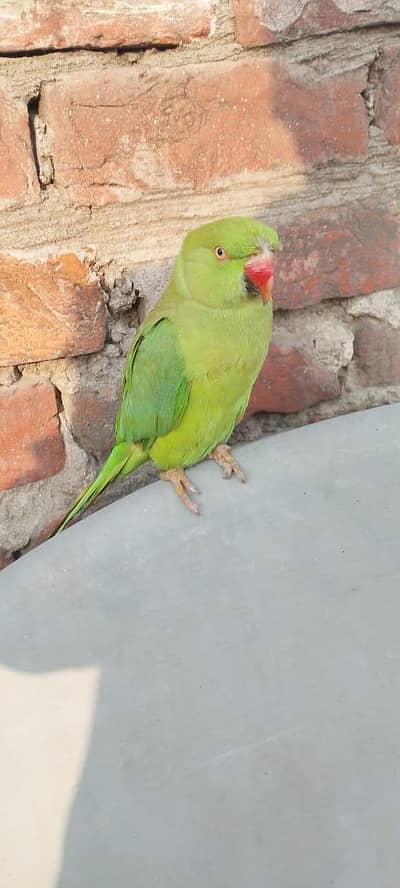 parrot  5000 contact number 0317 077 1286
