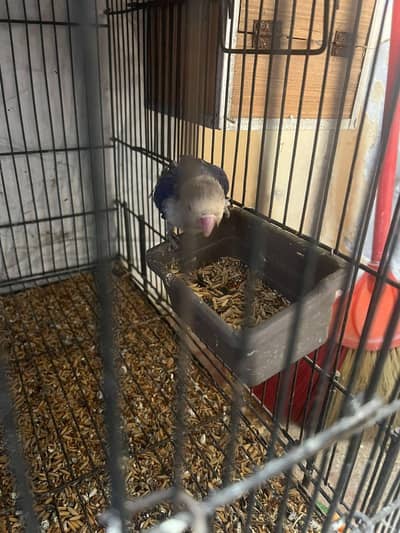 14 pcs sale lovebirds with 2 cage