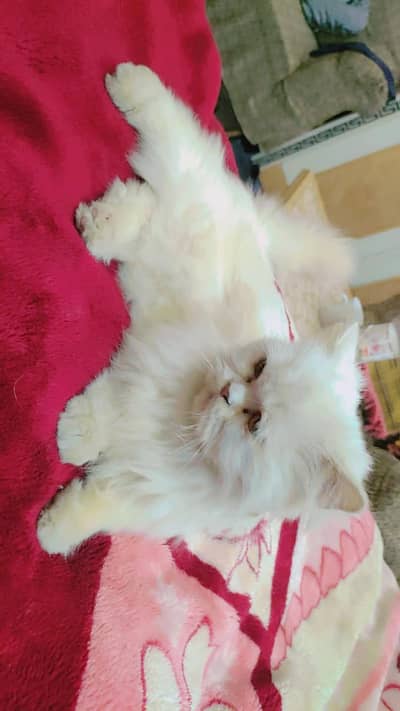 Persian cat triple coated