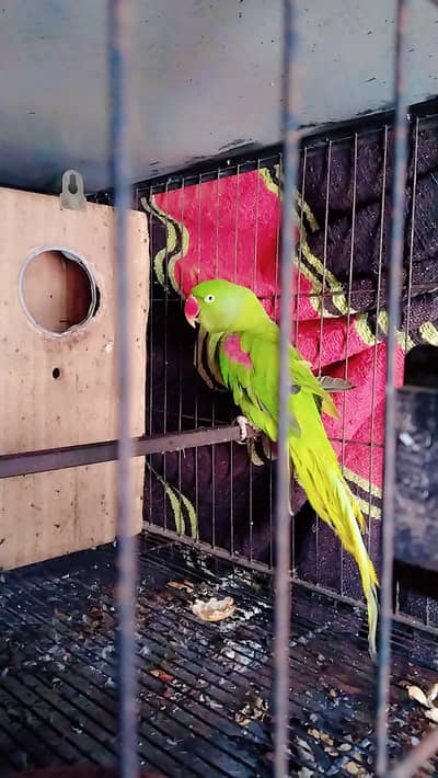 Female Raw Parrot | Breeder Parrot | Kashmiri Raw | Full Size Parrot