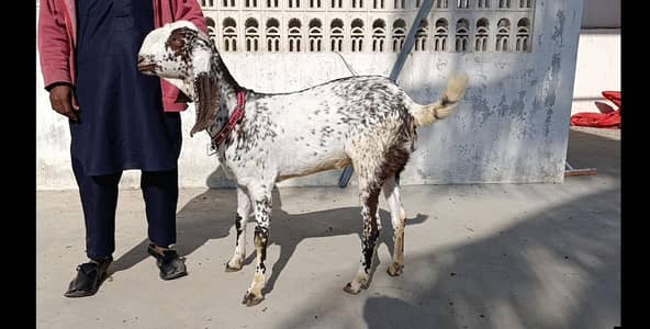 Makhi Cheeni Patt Bakri