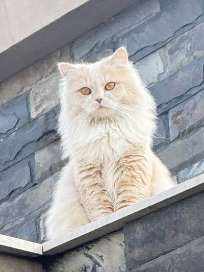 Persian cat