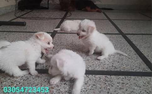 Beautiful  fluffy  coat  poodle  puppies