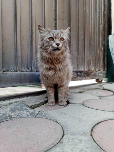 beautiful Persian gray male
