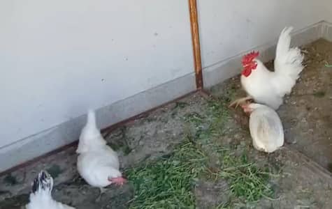 CHICKS AVAILABLE