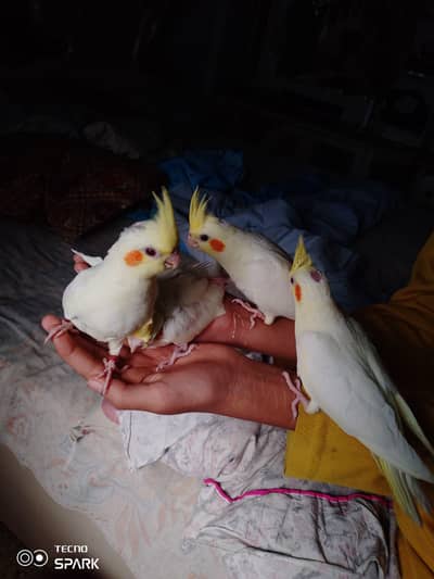 COCKTAIL,COCTEIL,HAND TAME BIRD, ENO,CREAM,ENO PEID TAMED.