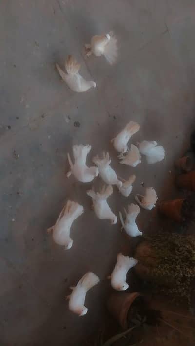 lakay kabootar for sale