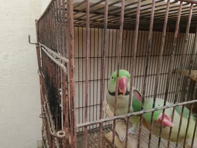 Pahari (kashmiri) parrots