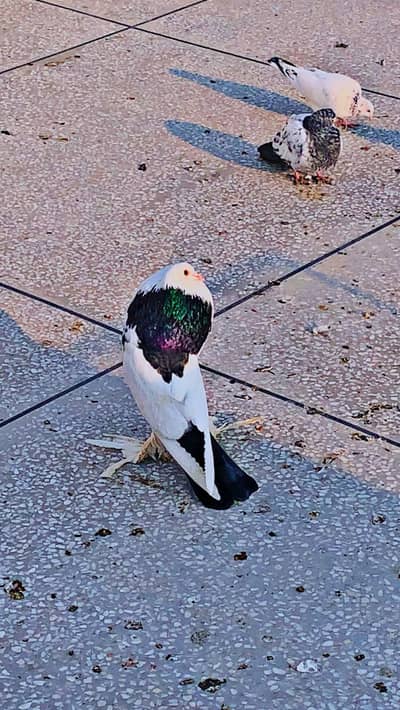 Breeder American magpie pouter pair