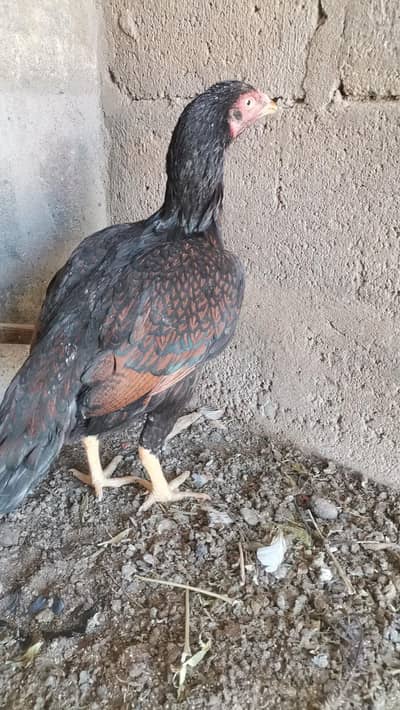 aseel khajoria madi he healthy and active he