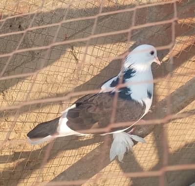 very beautiful fancy pigeon for sell