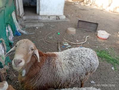 original turkey dumba