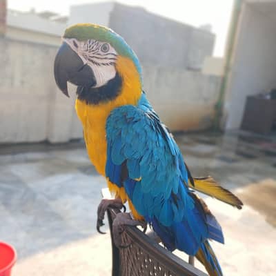Macaw