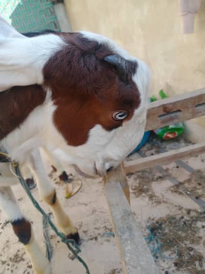 bakra