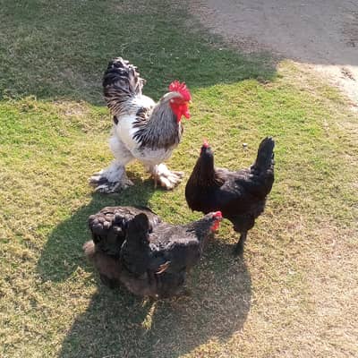 heavy buff pomos Three Hens and One Cock