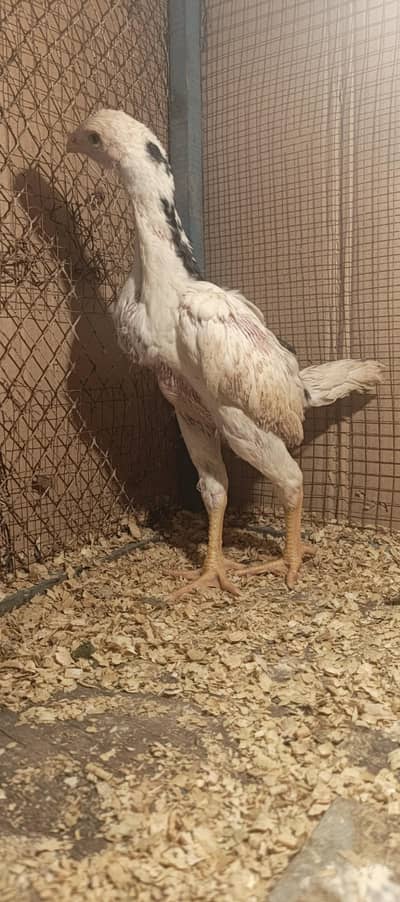 White Black king O Shamo Chicks